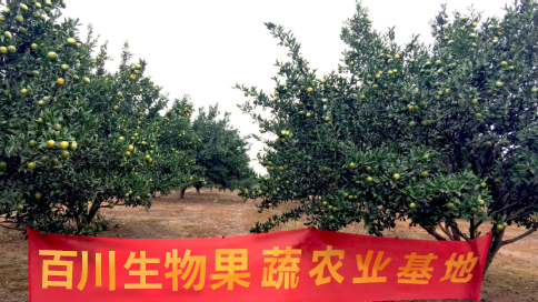 陜西百川生物果蔬基地